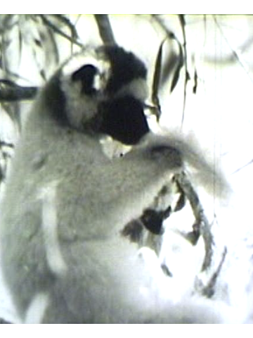 Cover of Aspects of the Behavior of the Sifaka Propithecus verreauxi verreauxi