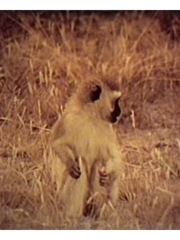 Cover of Behavior and Ecology of vervet Monkeys Cercopithecus aethiops