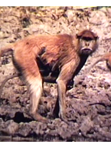 Cover of Ecology and Behavior of the Pata Monkey Erythrocebus patas