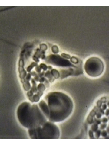 Cover of Phagocytosis and Degranulation