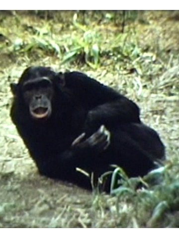 Cover of Vocalization of Wild Chimpanzees